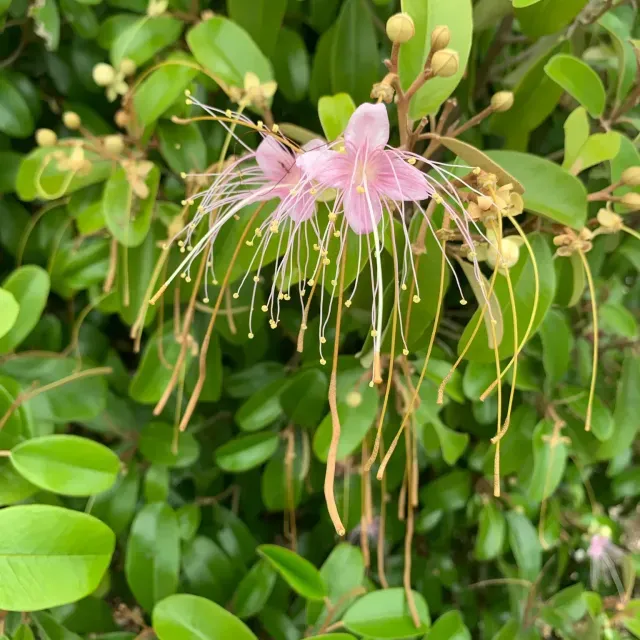 thumbnail for publication: Quadrella jamaicensis: Jamaican Caper